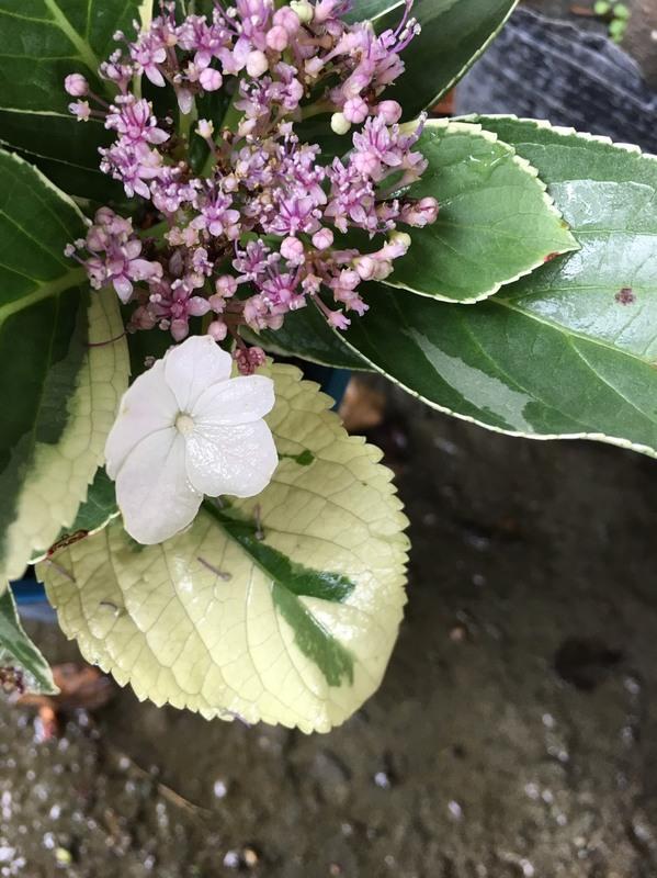 一禪種苗園 繽紛多彩 斑葉繡球花 季節花卉 5吋盆 露天拍賣