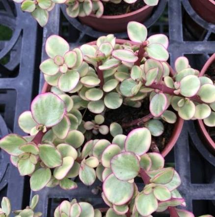 一禪種苗園 多肉植物 雅樂之舞 斑葉銀杏木 3吋盆 露天拍賣