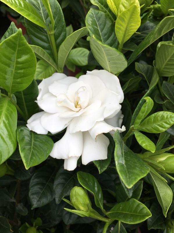一禪種苗園-花可製香水<玉堂春(槴子花)>綠籬植物-5吋盆