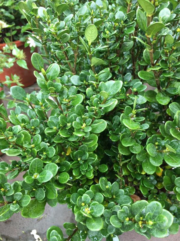 一禪種苗園-圓葉槴子花<圓葉玉堂春(達摩玉堂春)>綠籬植物- 5吋盆