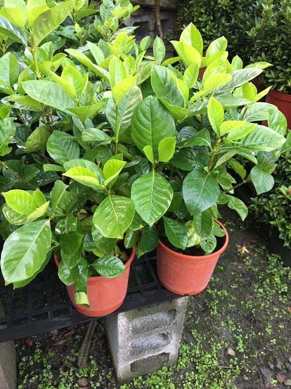一禪種苗園-花大而美麗<大花玉堂春(黃槴子花)>綠籬植物-5吋盆
