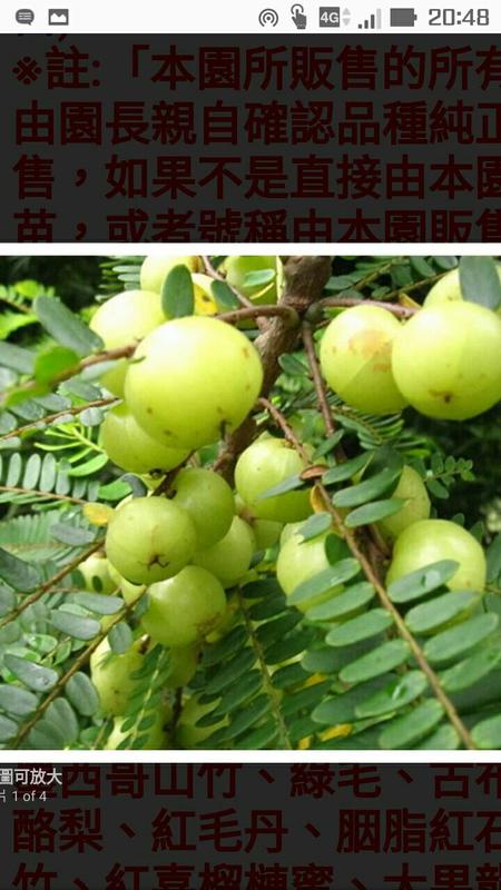 獅頭油甘稼接苗大苗已經尬果電洽0972-818-052