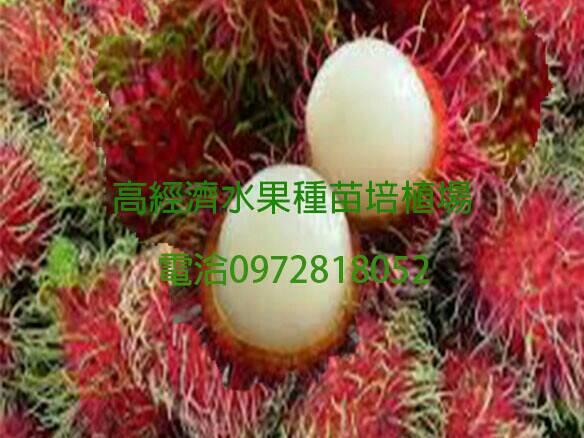 紅毛丹各種品種嫁接苗大中小0972818052