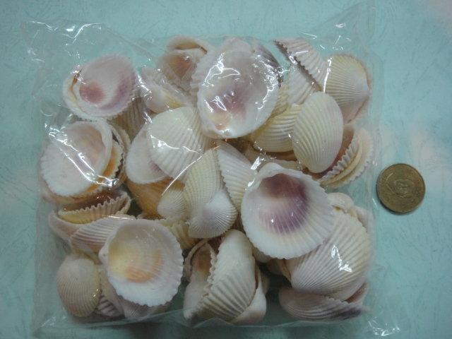 紅心鳥尾蛤400g