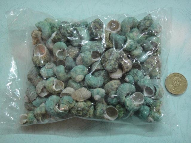綠蠑螺300g