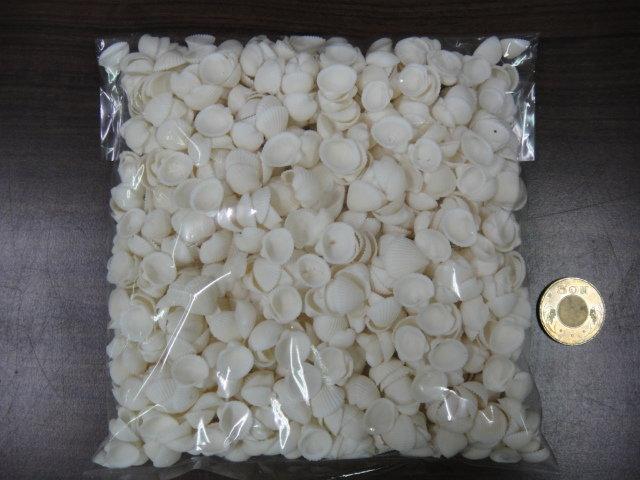 球蛤400g