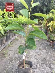 甜柿苗 人氣推薦 21年4月 露天拍賣