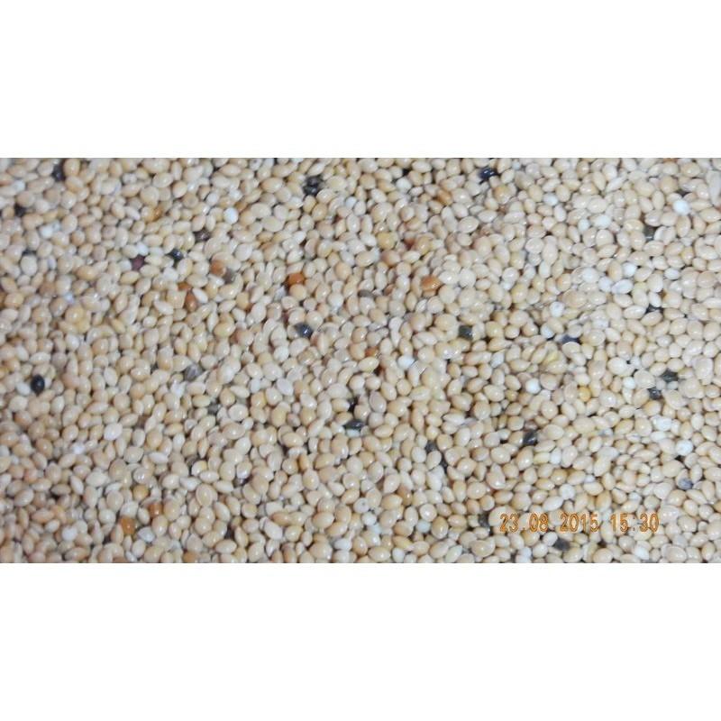 600克~白大米(帶殼)~適合雀科,虎皮,小英,牡丹,玄鳳,金太陽,和尚等中小型鳥類,鸚鵡/倉鼠飼料/鳥飼料