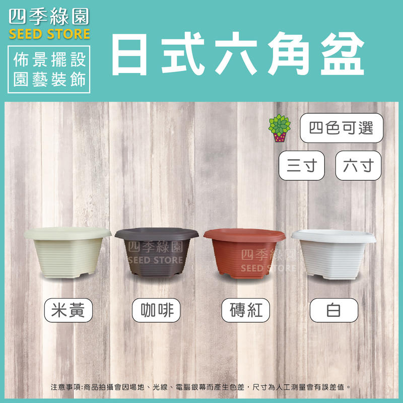 琴葉榕盆栽 5 6吋盆多年生觀葉植物 半日照佳 要幾盆請先確認 Yahoo奇摩超級商城 Line購物
