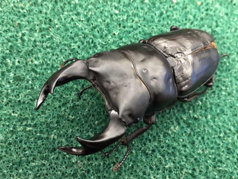 崑蟲坊 超極太日本大鍬77mm 露天拍賣