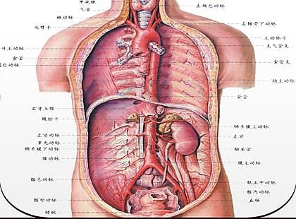 教學影片sr 2511 人體解剖學 59堂課全集 大學課程系列sr 中國醫科大學 露天拍賣