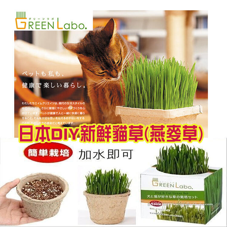 日本greenlabo 新鮮燕麥diy貓草盆 有機食材 貓草種植貓草栽培 貓狗都可吃 露天拍賣