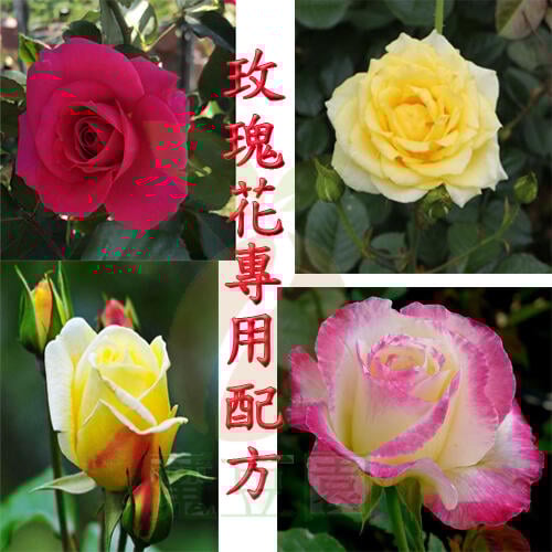 【全店790免運】玫瑰專用採用芬蘭泥炭土介質條配+椰纖土+珍珠石 適用於定植、移植換盆栽培保水保肥,土壤改良【魔豆園】