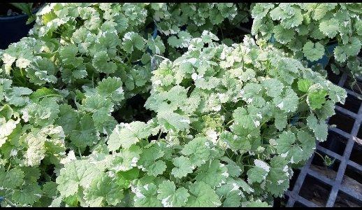 花田厝 香草水果 斑葉金錢薄荷 星點金錢薄荷 觀葉植物 5吋高約10 cm 露天拍賣