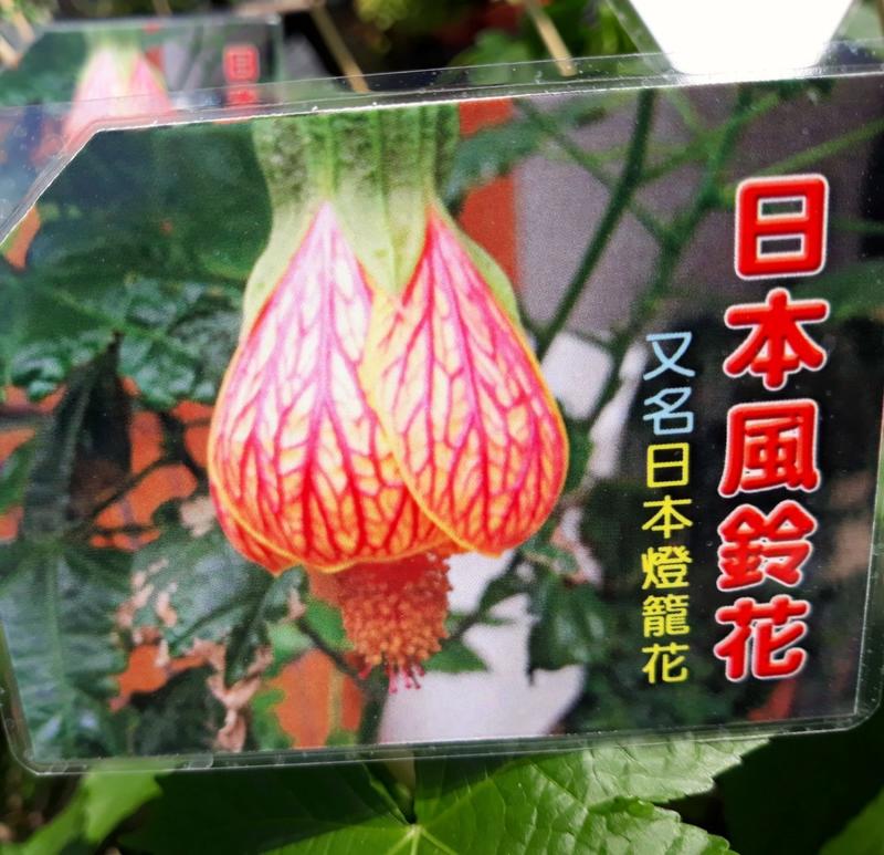 花田厝 季節花卉植物 日本風鈴花 橘 日本燈籠花 錦葵科 Malvaceae 5吋高約15 25cm 露天拍賣