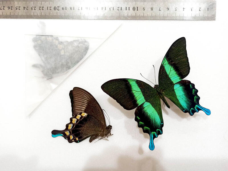 蝴蝶標本 A1 Papilio Blumei Blumei 藍尾翠鳳蝶未展開品 露天拍賣