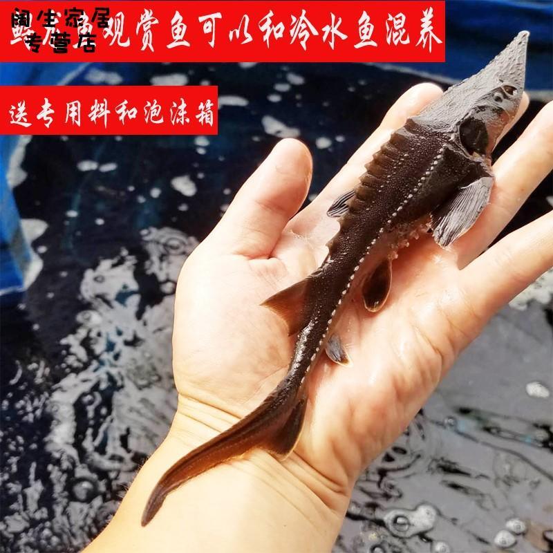 幼苗中大型吃糞的淡水魚招財魚清潔底棲練手冷水魚寵物兇猛漂亮 露天拍賣