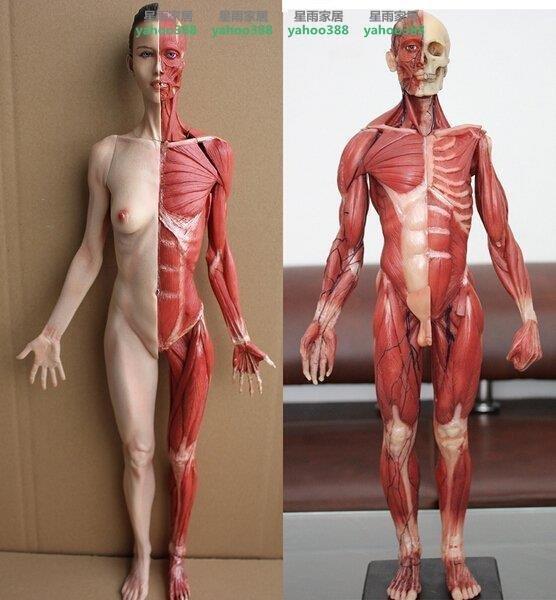 星雨家居 人體肌肉解剖模型藝用美術醫用結構人體肌肉骨骼仿真模型壹對 露天拍賣