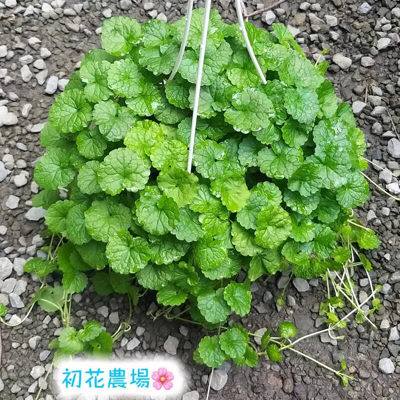 初花農場 金錢薄荷 5吋盆 香草植物 建議郵寄 超取夏 雨天易爛 植株受損不負責賠償 定價140特價1 露天拍賣