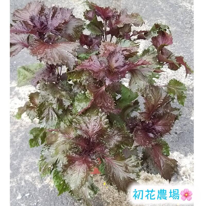 初花農場 紫蘇 青紫蘇 3吋 5吋盆 香草植物 露天拍賣