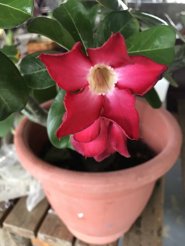 沙漠玫瑰種子當季成熟種子天寶花富貴花沙紅姬花亞當花矮性雞蛋花 當季種籽7顆一單 一吋盆3盆 露天拍賣 沙漠玫瑰種子當季成熟種子天寶花富貴花沙紅姬花亞當花矮性雞蛋花 當季種籽7顆一單 一吋盆3盆 露天拍賣