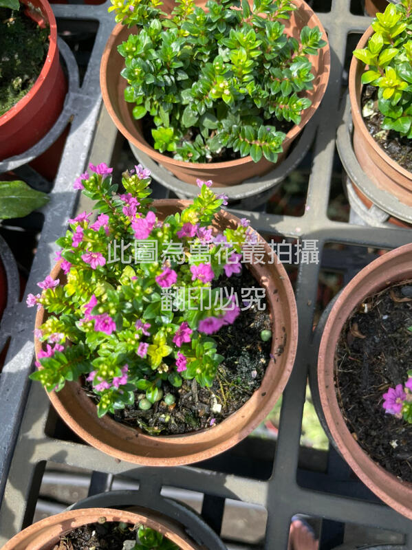 ☆萬花叢★灌木植物☆【雪茄花】★3吋盆★高約3-5cm