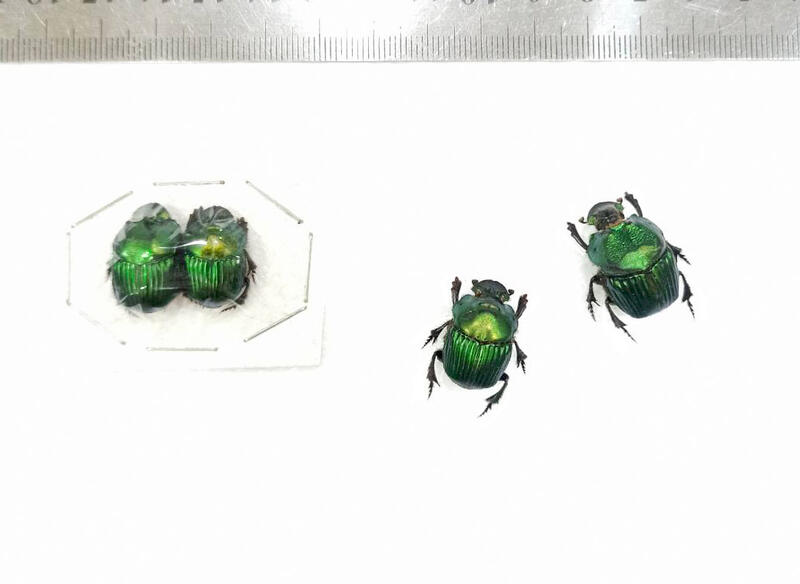 甲蟲標本 A1 Sulcophanaeus Achilli 1對未展開品 露天拍賣